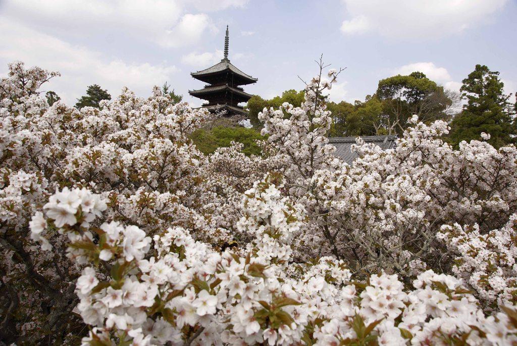 京都　御室　仁和寺の桜